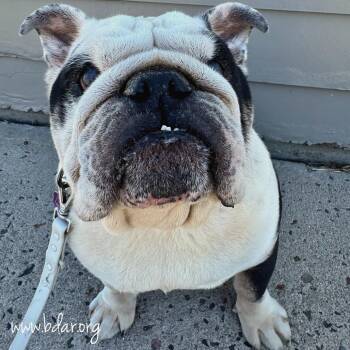 Henry -  English Bulldog Dog for Adoption in Cheyenne, Wyoming - Henry | PetCurious
