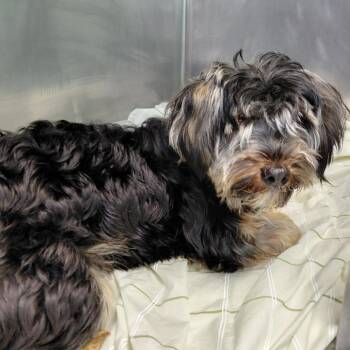 Toby FKA Teddy -  Terrier Dog for Adoption in Philadelphia, Pennsylvania - Toby FKA Teddy | PetCurious
