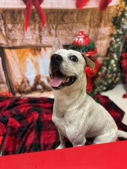 LUCKY CHARM -  Mixed Breed Dog for Adoption in Jacksonville, Florida - LUCKY CHARM | PetCurious