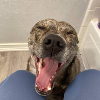 Rescue Australian Cattle Dog Blue Heeler Dogs for Adoption in Frisco, Texas - Bella | PetCurious