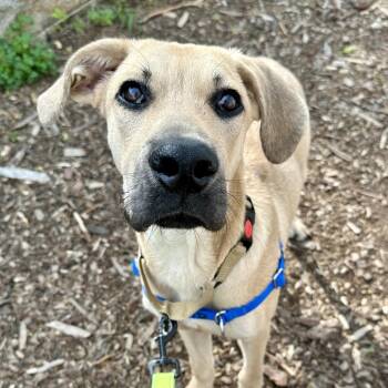 Jensen -  Labrador Retriever and Mixed Breed Dog for Adoption in Falls Church, Virginia - Jensen | PetCurious