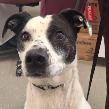 Baxter *Avail by Appt* -  Mixed Breed Dog for Adoption in Kennebunk, Maine - Baxter *Avail By Appt* | PetCurious