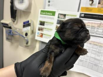 German Shepherd Dog and Mixed Breed Dogs Available for Adoption - A527362 | PetCurious