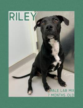 Rescue Black Labrador Retriever Dogs for Adoption in Danville, Indiana - Riley | PetCurious