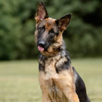 Rescue German Shepherd Dog Dogs for Adoption in New Ringgold, Pennsylvania - Lucy | PetCurious