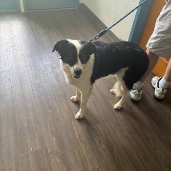 Ben -  Mixed Breed Dog for Adoption - Ben | PetCurious