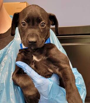 Mixed Breed Dogs Available for Adoption in Chillicothe, Ohio - Mother