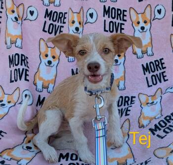 Rescue Terrier and Chihuahua Dogs for Adoption in Kingsburg, California - Tej | PetCurious