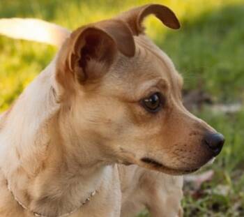 Chihuahua Dogs Available for Adoption - Mia | PetCurious