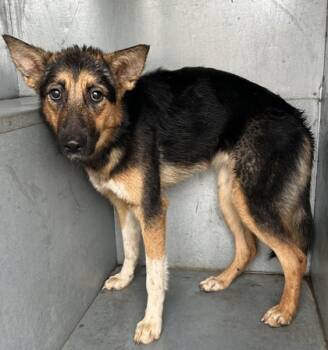 Rescue Shepherd and Mixed Breed Dogs for Adoption in Fort Worth, Texas - 59823827 | PetCurious