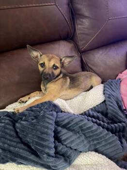 Star -  Chihuahua and Belgian Shepherd Malinois Dog for Adoption in Deltona, Florida - Star | PetCurious