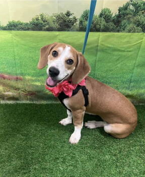 Rescue Beagle and Basset Hound Dogs for Adoption in Euless, Texas - Izzy | PetCurious