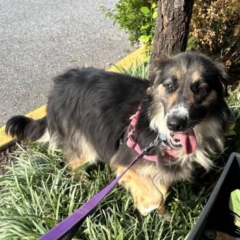 River Dale -  Australian Shepherd and Mixed Breed Dog for Adoption in Falls Church, Virginia - River Dale | PetCurious