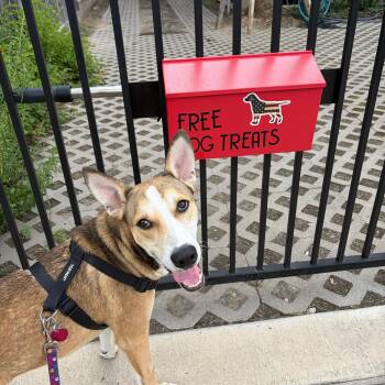 Bobby -  Husky Dog for Adoption in Houston, Texas - Bobby | PetCurious