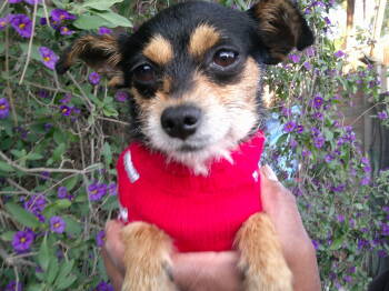 Rescue Terrier and Chihuahua Dogs for Adoption in San Diego, California - Nacho | PetCurious
