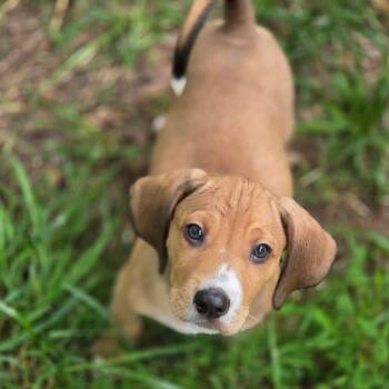 Leeroy Brown -  Mixed Breed Dog for Adoption in Fredericksburg, Virginia - Leeroy Brown | PetCurious