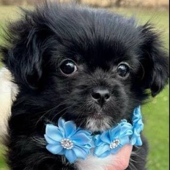 Rescue Shih Tzu and Pomeranian Dogs for Adoption in Livonia, Michigan - Fuji | PetCurious