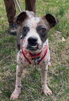 Rescue American Bulldog Dogs for Adoption in Washington, District Of Columbia - Wham | PetCurious