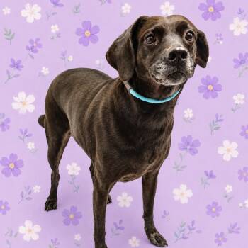 Sundrop -  Black Labrador Retriever and Mixed Breed Dog for Adoption in Concord, North Carolina - Sundrop | PetCurious