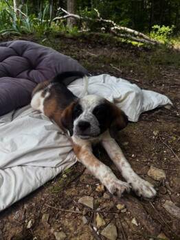 Spiritual Gangsters : Karma -  Border Collie and Beagle Dog for Adoption in Aurora, Indiana - Spiritual Gangsters : Karma | PetCurious