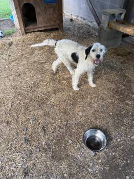 Jade -  Labrador Retriever Dog for Adoption in Murray, Kentucky - Jade | PetCurious