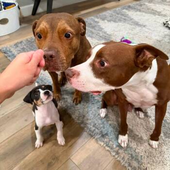 Jabarkus -  Mixed Breed Dog for Adoption in Gainesville, Florida - Jabarkus | PetCurious