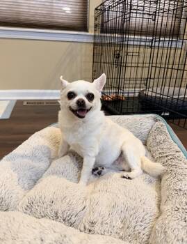 Nina -  Chihuahua Dog for Adoption in Whitestown, Indiana - Nina | PetCurious