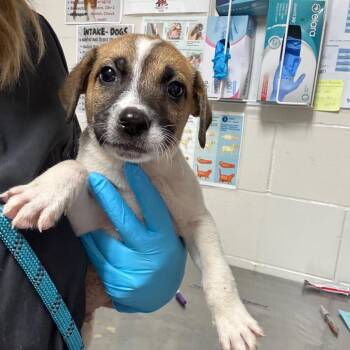 Rowdy -  Beagle and Jack Russell Terrier Dog for Adoption in Birmingham, Alabama - Rowdy | PetCurious