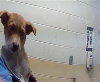Australian Shepherd and Mixed Breed Dogs Available for Adoption in Tulsa, Oklahoma - CHICKEN NUGGET | PetCurious