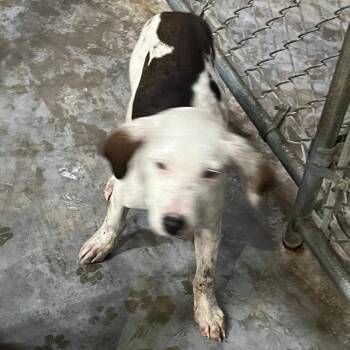 Mixed Breed Dogs Available for Adoption - Augusta | PetCurious