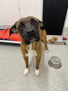 DAVIS -  Rhodesian Ridgeback and Mixed Breed Dog Available for Adoption in Loveland, Colorado - DAVIS | PetCurious