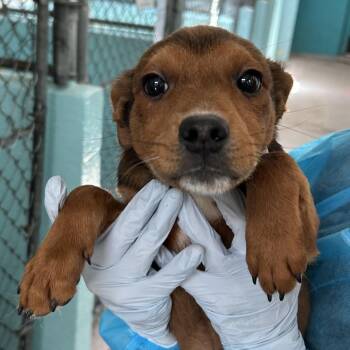 Nirvana - Butler Campus -  Cattle Dog Dog for Adoption in Flagstaff, Arizona - Nirvana - Butler Campus | PetCurious
