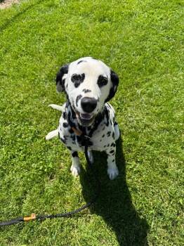 Dalmatian and Labrador Retriever Dogs Available for Adoption in Lagrange, Indiana - Max | PetCurious