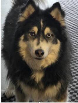 Siberian Husky and Alaskan Malamute Dogs Available for Adoption in New York, New York - Maverick  | PetCurious
