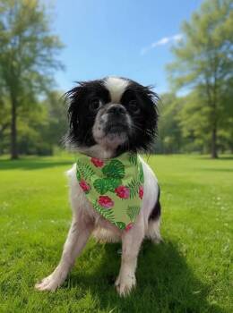 Minnie -  Japanese Chin Dog for Adoption in Middletown, Connecticut - Minnie | PetCurious