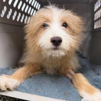 Goldie -  Mixed Breed Dog for Adoption in Fredericksburg, Virginia - Goldie | PetCurious