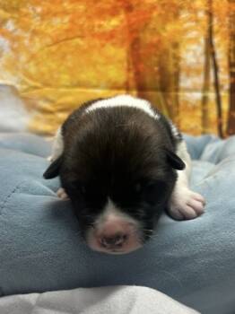 Rescue Border Collie and Mixed Breed Dogs for Adoption in San Antonio, Texas - Kiko | PetCurious