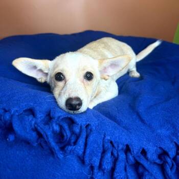 Mindy -  Chihuahua and Corgi Dog for Adoption in San Antonio, Texas - Mindy | PetCurious