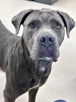 Tinkerbell -  Cane Corso and Mastiff Dog for Adoption in Clayton, New Jersey - Tinkerbell | PetCurious