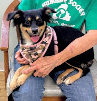 FERN -  Australian Shepherd and Chihuahua Dog for Adoption in Scottsburg, Indiana - FERN | PetCurious