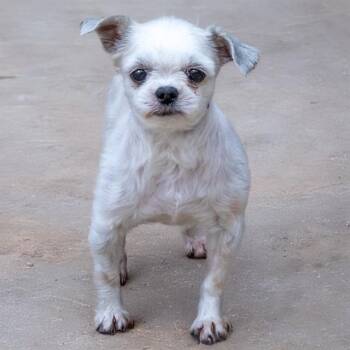 Maltese and Shih Tzu Dogs Available for Adoption - MAUI | PetCurious
