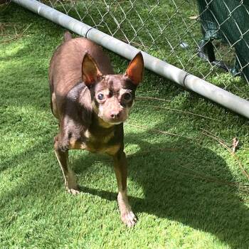 Folgers -  Chihuahua Dog for Adoption in Semmes, Alabama - Folgers | PetCurious