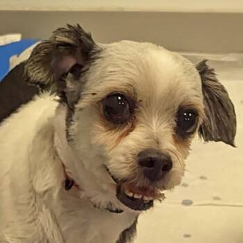 Rescue Maltese Dogs for Adoption in Yankton, South Dakota - Missy | PetCurious