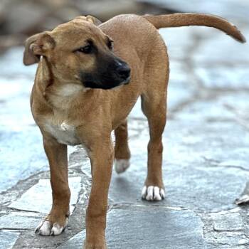 Black Mouth Cur and Labrador Retriever Dogs Available for Adoption - Gigi - $200 Adoption Fee | PetCurious