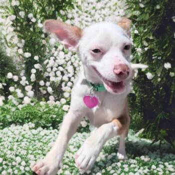 Rat Terrier Dogs Available for Adoption in Las Vegas, Nevada - Bo | PetCurious