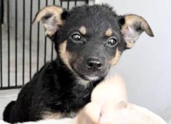 A658346 -  Australian Cattle Dog Blue Heeler Dog for Adoption in Houston, Texas - A658346 | PetCurious