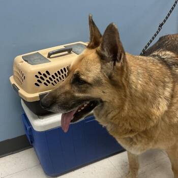 German Shepherd Dog Dogs Available for Adoption in Saint Joseph, Missouri - Jax | PetCurious