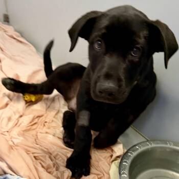 Pachy -  Cane Corso and Shepherd Dog for Adoption in Palm Springs, California - Pachy | PetCurious