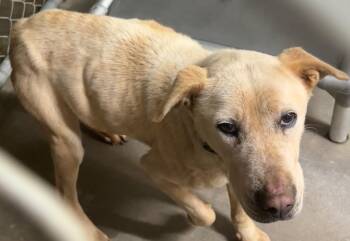 Pit Bull Terrier Dogs Available for Adoption - NOEL | PetCurious