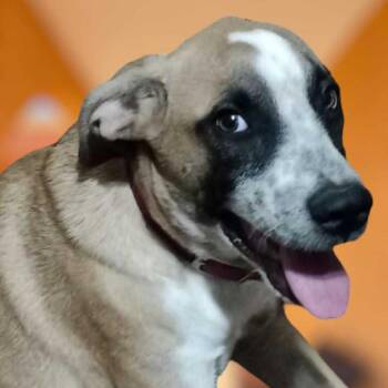 Mocha -  Mixed Breed Dog for Adoption in Bend, Oregon - Mocha | PetCurious
